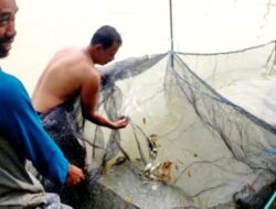 Dinas Perikanan Kutim Suport Pembudidayaan Ikan