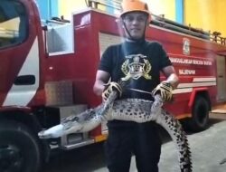 Buaya Muara Buat Warga Pandan Wangi Geger