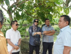 Komisi III DPRD Balikpapan Kunjungi Lokasi Pembibitan Milik Pemkot di Karang Joang