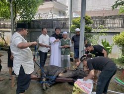 Sembelih 7 Ekor Hewan Kurban, Abdulloh : Semoga Keimanan dan Solidaritas Sosial Semakin Meningkat